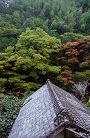 伊豆　里山と家の屋根