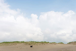 九十九里浜　入道雲と犬