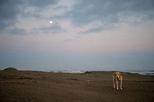 九十九里浜　月と犬